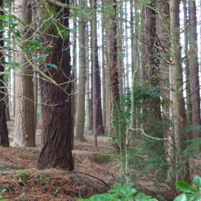 Bike Trail Forest