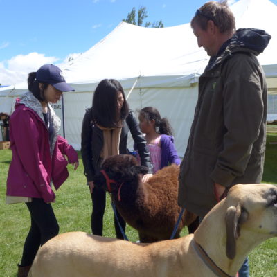 Manche haben grosse Hunde, andere Babylamas und in Neuseeland haben sie beides