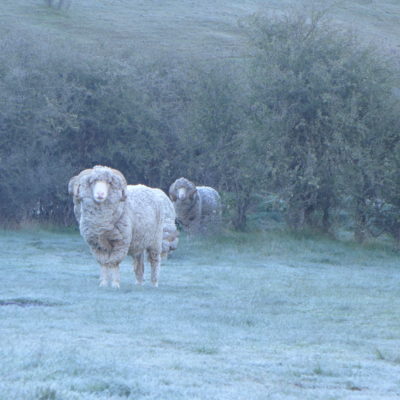 Our friends around the tent (Merino!) 