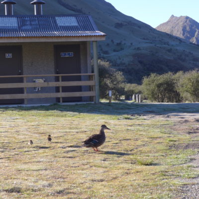 Mama Ente vor einer luxuriösen Doc Toilette