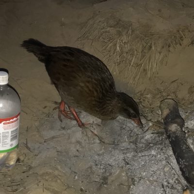 Cheeky Weka