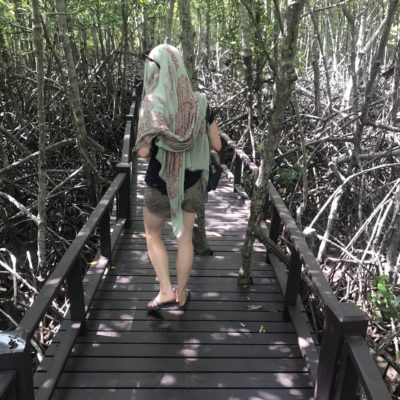 Mangrove forest